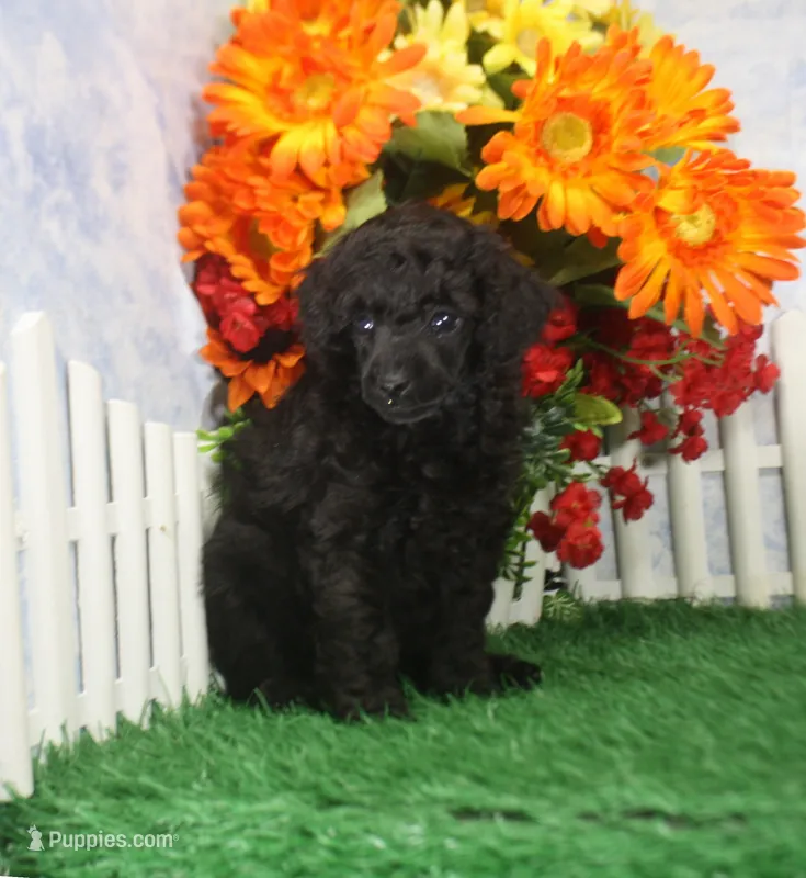 Chloe – Poodle - Toy  puppy for sale in Butler, MO