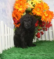 Chloe, a female Poodle - Toy  for sale in Butler, MO – 1 of 4