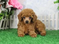 Brook, AKC Champion Sire, a female Poodle - Toy  for sale in Butler, MO – Photo 2 of 7