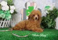 Brook, AKC Champion Sire, a female Poodle - Toy  for sale in Butler, MO – Photo 7 of 7