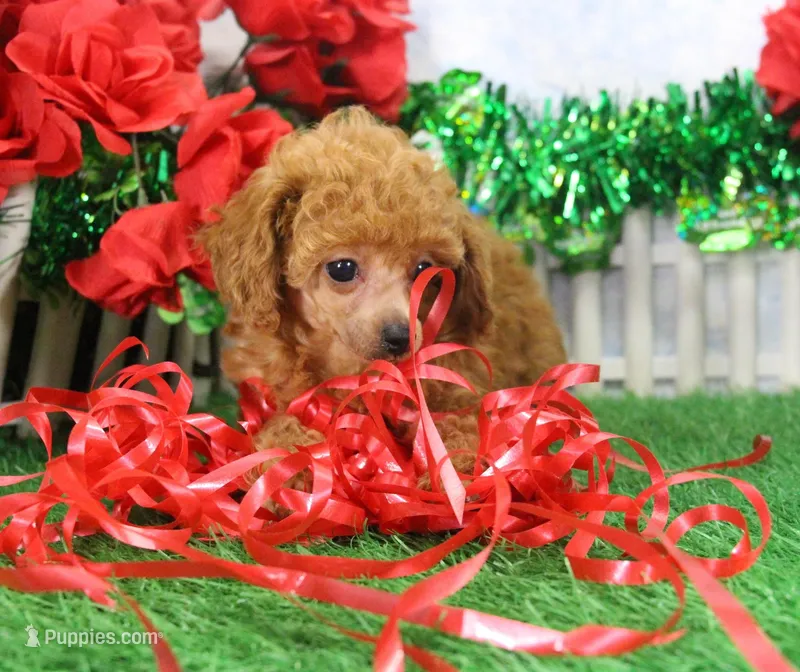 Brook, AKC Champion Sire