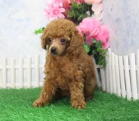 Brook, AKC Champion Sire, a female Poodle - Toy  for sale in Butler, MO – Photo 1 of 7