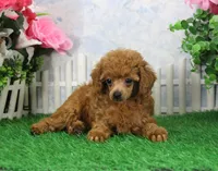 Brook, AKC Champion Sire, a female Poodle - Toy  for sale in Butler, MO – Photo 4 of 7