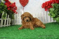 Brook, AKC Champion Sire, a female Poodle - Toy  for sale in Butler, MO – Photo 5 of 7