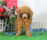 Brook, AKC Champion Sire, a female Poodle - Toy  for sale in Butler, MO – Photo 3 of 7