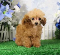 Chip, AKC Champion Sired, a male Poodle - Toy  for sale in Butler, MO – 2 of 10