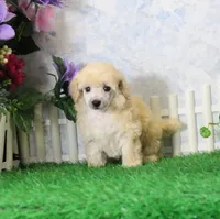 Jewel, AKC Champion Sired, a female Poodle - Toy  for sale in Butler, MO – 2 of 4