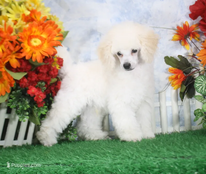 Panda, AKC Champion Sired – Poodle - Toy  puppy for sale in Butler, MO