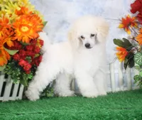 Panda, AKC Champion Sired, a male Poodle - Toy  for sale in Butler, MO – 1 of 7