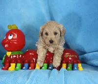 Jake, ICA, a male Maltipoo for sale in Butler, MO – 1 of 4