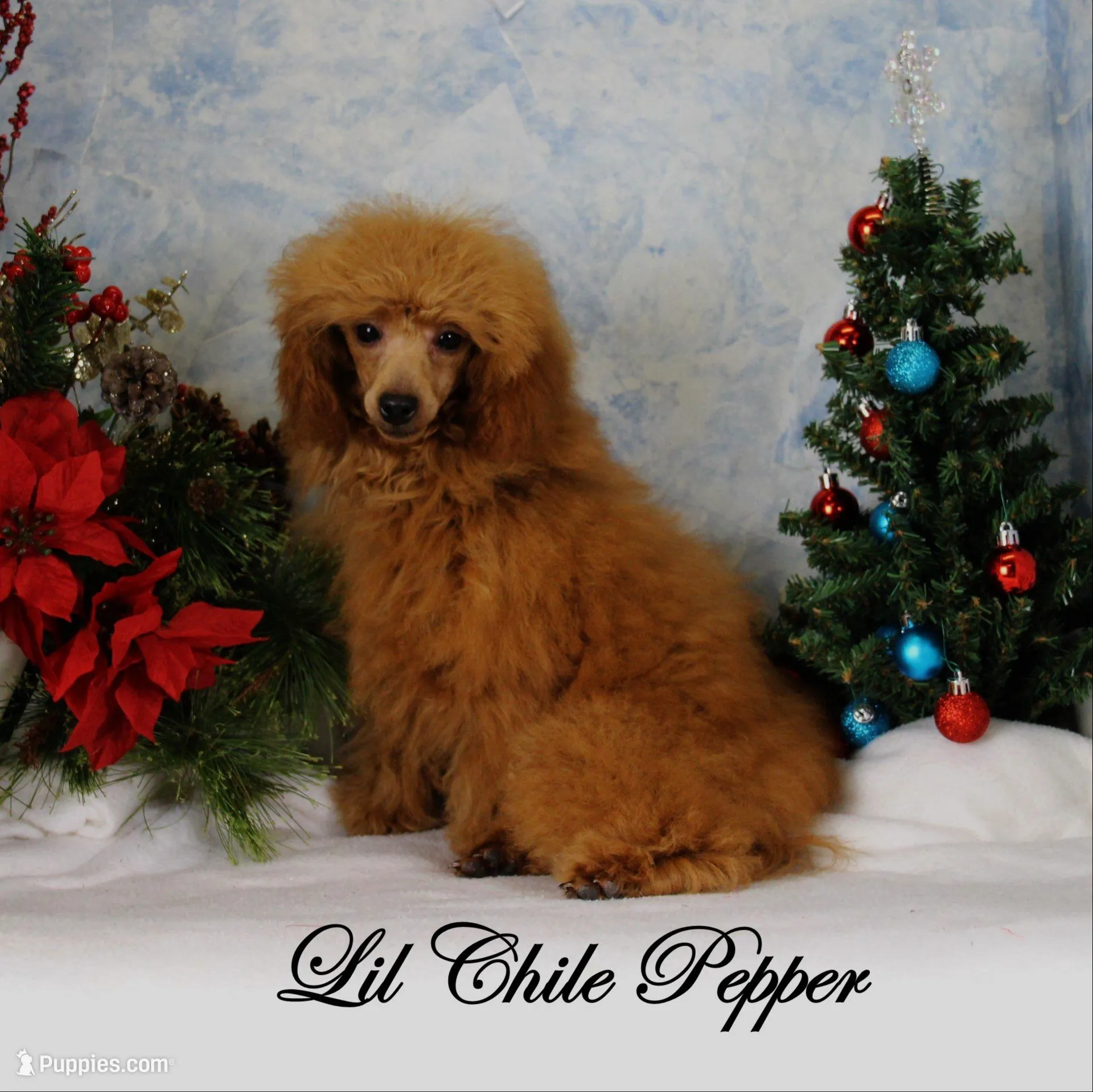 Posie, AKC Champion Sired, a female Poodle - Toy  for sale in Butler, MO – Photo 6 of 6