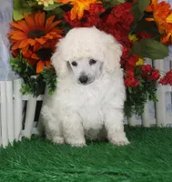 Dalton, AKC Champion Sired, a male Poodle - Toy  for sale in Butler, MO – 3 of 4