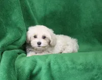 Josh, ICA, a male Maltipoo for sale in Butler, MO – 4 of 8