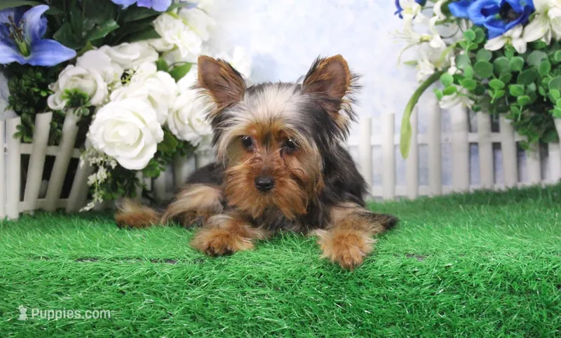 Harley, AKC – Yorkshire Terrier puppy for sale in Butler, MO