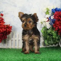 Harley, AKC, a male Yorkshire Terrier for sale in Butler, MO – Photo 5 of 8