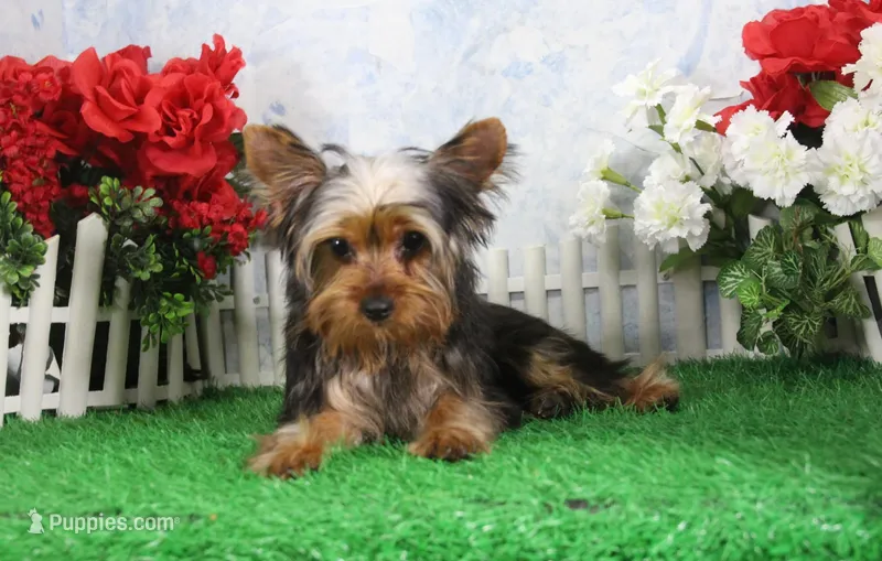 Harley, AKC – Yorkshire Terrier puppy for sale in Butler, MO