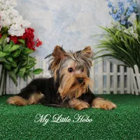 Harley, AKC, a male Yorkshire Terrier for sale in Butler, MO – Photo 7 of 8