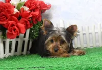 Harley, AKC, a male Yorkshire Terrier for sale in Butler, MO – Photo 2 of 8