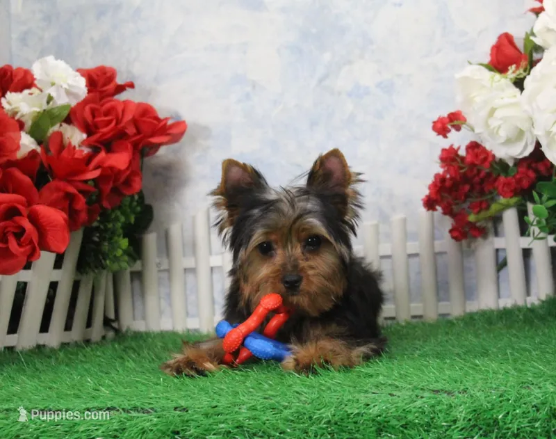 Harley, AKC – Yorkshire Terrier puppy for sale in Butler, MO