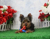 Harley, AKC, a male Yorkshire Terrier for sale in Butler, MO – Photo 1 of 8