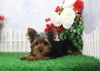 Harley, AKC, a male Yorkshire Terrier for sale in Butler, MO – Photo 3 of 8