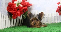 Harley, AKC, a male Yorkshire Terrier for sale in Butler, MO – Photo 4 of 8