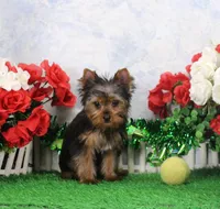 Harley, AKC, a male Yorkshire Terrier for sale in Butler, MO – Photo 6 of 8