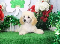 Ryan, AKC Champion Sired, a male Poodle - Toy  for sale in Butler, MO – Photo 3 of 9