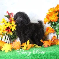 Ryan, AKC Champion Sired, a male Poodle - Toy  for sale in Butler, MO – Photo 9 of 9