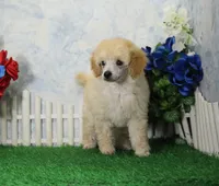 Ryan, AKC Champion Sired, a male Poodle - Toy  for sale in Butler, MO – Photo 6 of 9