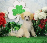 Ryan, AKC Champion Sired, a male Poodle - Toy  for sale in Butler, MO – Photo 4 of 9