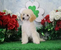 Ryan, AKC Champion Sired, a male Poodle - Toy  for sale in Butler, MO – Photo 1 of 9