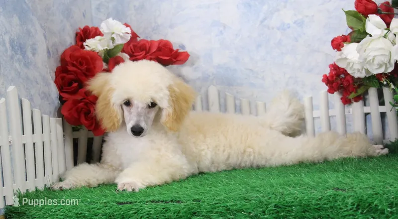 Ryan, AKC Champion Sired – Poodle - Toy  puppy for sale in Butler, MO