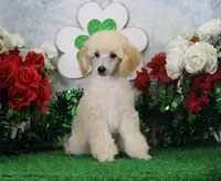 Ryan, AKC Champion Sired, a male Poodle - Toy  for sale in Butler, MO – Photo 2 of 9
