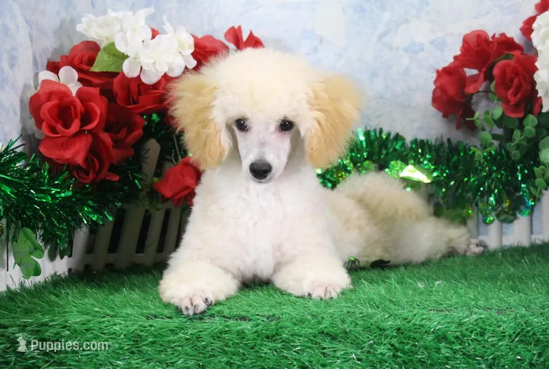 Ryan, AKC Champion Sired