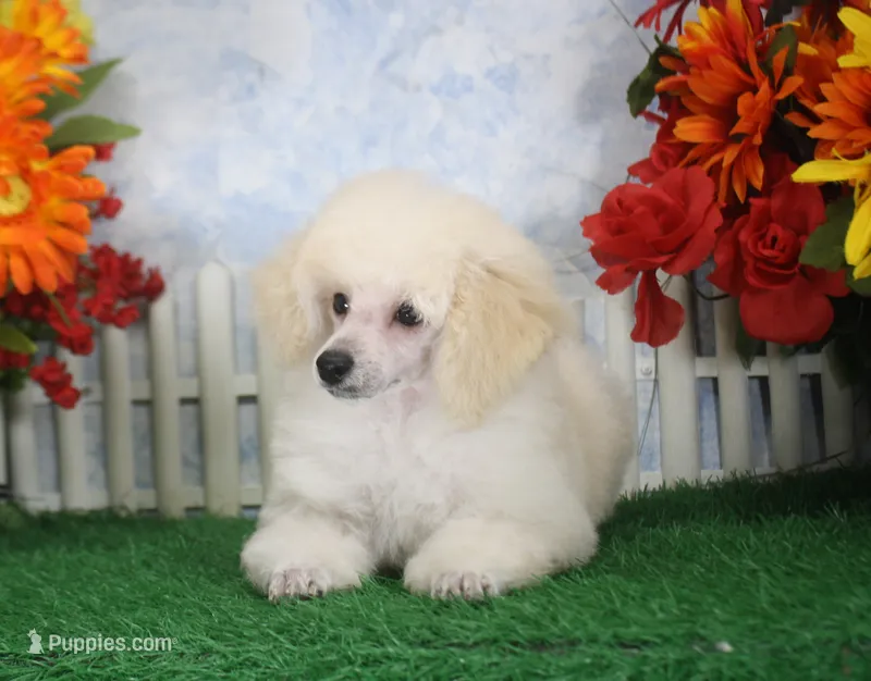 Leila, AKC Champion Sired – Poodle - Toy  puppy for sale in Butler, MO