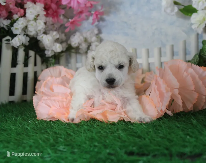 Luna, AKC Champion Sired – Poodle - Toy  puppy on hold in Butler, MO