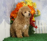 Fenton, AKC Champion Sired, a male Poodle - Toy  for sale in Butler, MO – 7 of 8