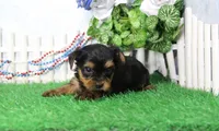 Yukon, AKC, a male Yorkshire Terrier for sale in Butler, MO – 3 of 7