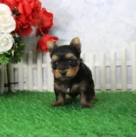 Majic, AKC, a male Yorkshire Terrier for sale in Butler, MO – Photo 6 of 8