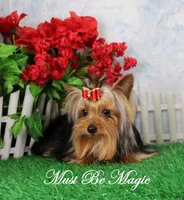 Majic, AKC, a male Yorkshire Terrier for sale in Butler, MO – Photo 7 of 8