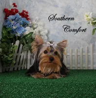 Majic, AKC, a male Yorkshire Terrier for sale in Butler, MO – Photo 8 of 8