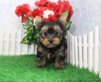 Majic, AKC, a male Yorkshire Terrier for sale in Butler, MO – Photo 2 of 8