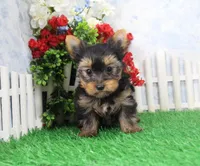 Majic, AKC, a male Yorkshire Terrier for sale in Butler, MO – Photo 4 of 8