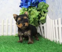 Majic, AKC, a male Yorkshire Terrier for sale in Butler, MO – Photo 5 of 8