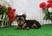Majic, AKC, a male Yorkshire Terrier for sale in Butler, MO – Photo 3 of 8