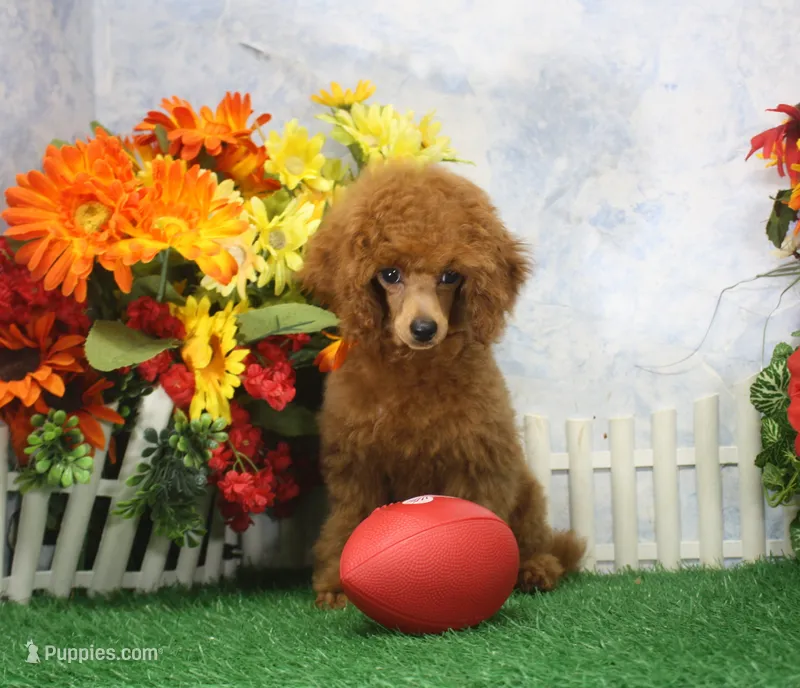 Riley, AKC Champion Sired – Poodle - Toy  puppy for sale in Butler, MO