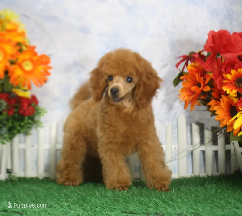 Bingo, AKC Champion Sired – Poodle - Toy  puppy for sale in Butler, MO