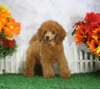 Bingo, AKC Champion Sired, a male Poodle - Toy  for sale in Butler, MO – 4 of 6