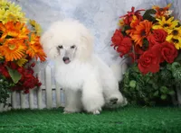 Dalton, AKC Champion Sired, a male Poodle - Toy  for sale in Butler, MO – 2 of 7